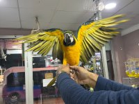 Faturalı Cites Belgeli 8 Aylık Macaw Papağanlar