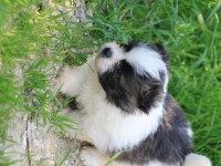 Shih tzu erkek