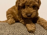 Sevgi Dolu Poodle Yuvalarını Arıyorlar