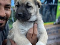 Boz aslan köpeğimiz
