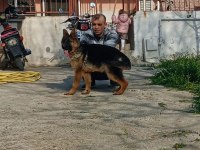 Şecereli 6 Aylık Dişi Alman Kurdu