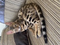 4 AYLIK BENGAL KEDİSİ