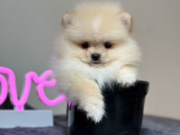 Orjinal Pomeranian bebeğimiz