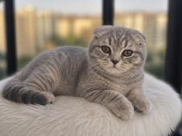 MAMA KARŞILIĞI SAF KAN SCOTTİSH FOLD DİŞİ