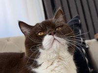 Aktif yetişkin erkek british shorthair