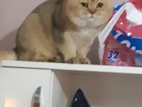 Orjinal safkan golden black british shorthair baskın erkek