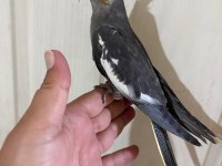 54 GÜNLÜK KUSURSUZ GREY BEBEK SULTAN PAPAĞANI