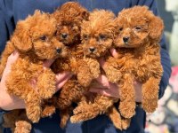 Petmode Köpek Çiftliğinden Redbrown Toy Poodle