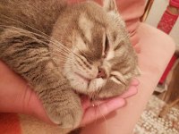 Scottish Fold Simba İçin Maalesef Yeni Yuva Arıyoruz