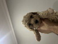 Toy poodle yavrular