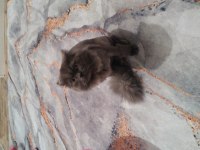 British longhair 1 yaşında