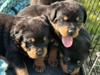 Türkiyenin Göz Bebeği Diana Rottweiler Bebekleri
