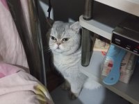 Ücretsiz kediler açıklamayı okumadan yazmayın lütfen