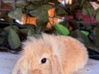 Orjinal Hollanda Teddy Lop Tavşanı