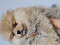 Pomeranian yetişkin ve bebekler sahiplendirilecektir