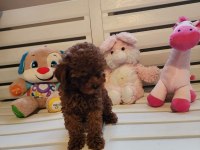 Orjinal Kore kanı taşıyan erkek poodle yavrusu