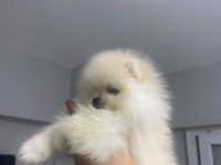 Pomeranian Boo Erkek