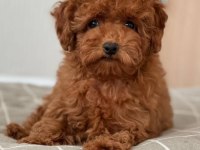 Toy Poodle Yavrular