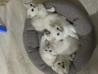 2 dişi ve 2 erkek ballı lokma yavru kediler