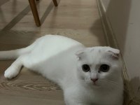 Scottish fold yavru kedimi sahiplendiriyorum