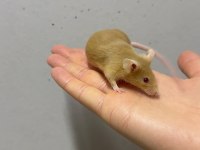 Lab - Rat - Dumbo Rat - Panda Mice Adrese Teslim Mevcut