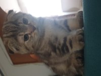Yavrular yeni sahiplerini bekliyor scottish fold