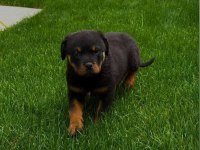 Macar Rottweiler Erkek ve Dişi Yavrular