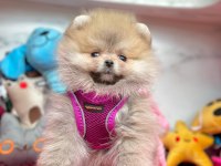 Sevimli Pomeranian Boo Yavrularımız
