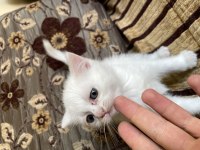 British Shorthair Yavrumuza yuva arıyoruz