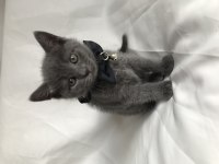 British shorthair yavru