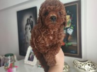 Toy poodle yavruları