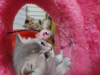 44 günlük scottish fold bebekler