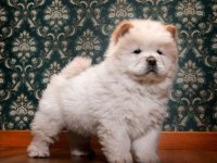 POFUDUK CHOW CHOW YAVRULARIMIZ