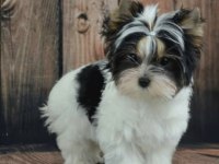 Morkie İstenirse Kapınıza Teslim Yavrular