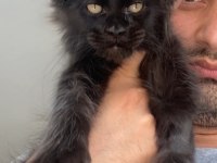 POLYDACTLY 6666 XXXL JAGUAR ERKEK MAİNE COON
