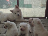 Pomeranian Spitz Köpeğimiz