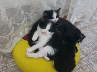 Tekli Veya Çoklu Kedileri Sahiplendirme ÜCRETSİZ