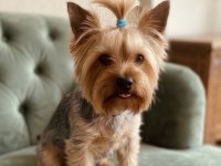 10 aylık erkek küçük boy büyümeyen köpeğimiz