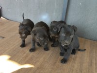 Cane Corso yavrularımız