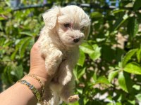Maltipoo yavrum 55 günlük