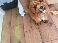 4 Aylık Poodle Yavrum