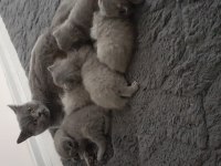 3 yaşında kısır british shorthair