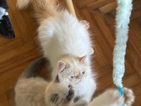 saf kanlı red point himalayan kedisi