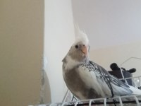 Evcil White Face (Beyaz Yüz) Sultan Papağanı