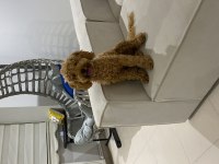 8 Aylık Toy Poodle Dişi Sahiplendirme