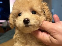 Teacup toy poodle