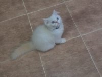 EĞİTİMLİ SAFKAN BRİTİSH POFUDUK YAVRULARIM