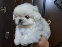 Pekinez köpeğimizi sahiplendirme