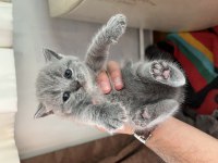 British Shorthair 2 Aylık Kedimiz