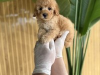 POODLE REFERANS YAVRULAR